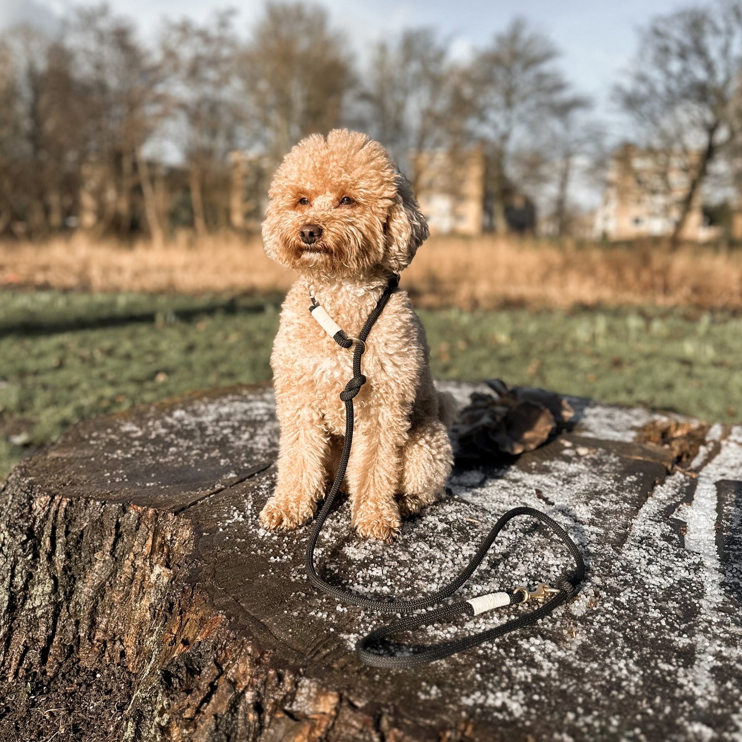PawerDog with Black Dog Leash for daily walks and dog training