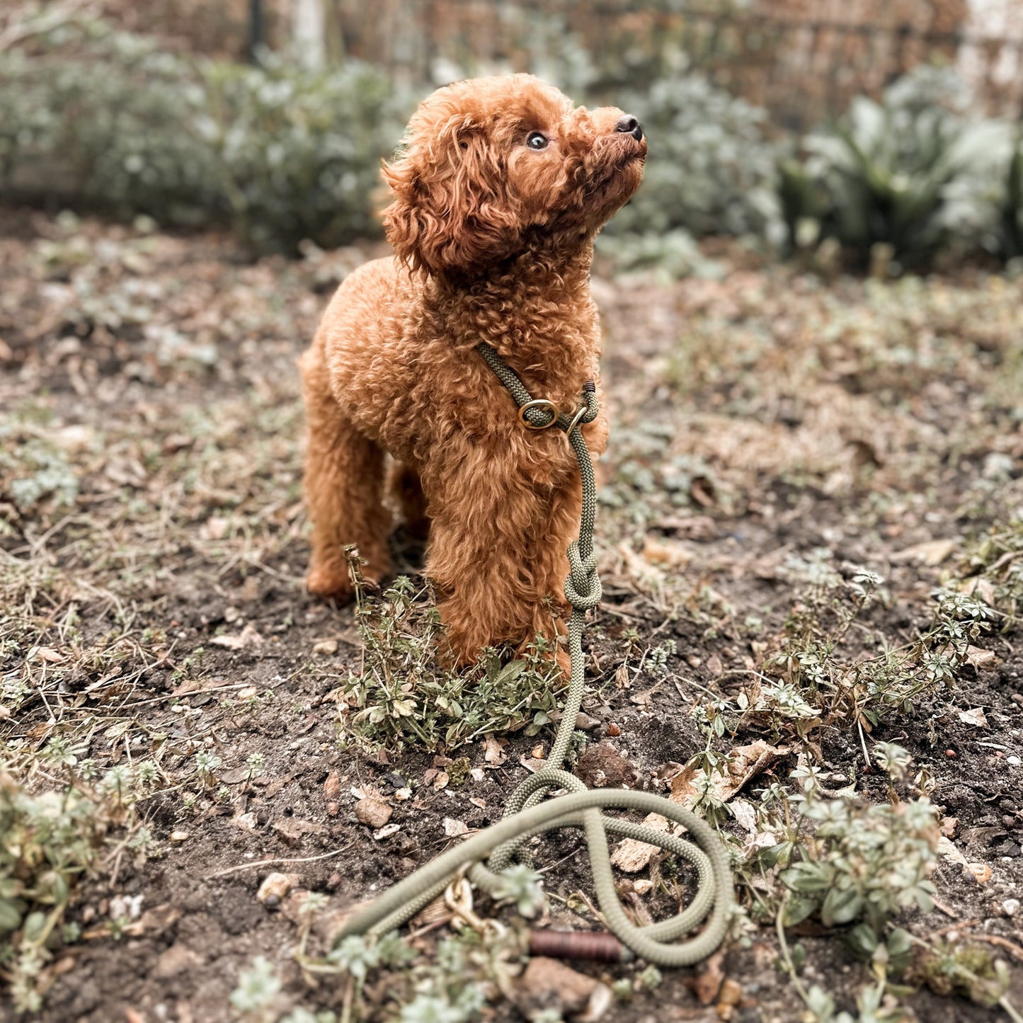 PawerDog Leash and Collar - Olive green / Brown / Gold