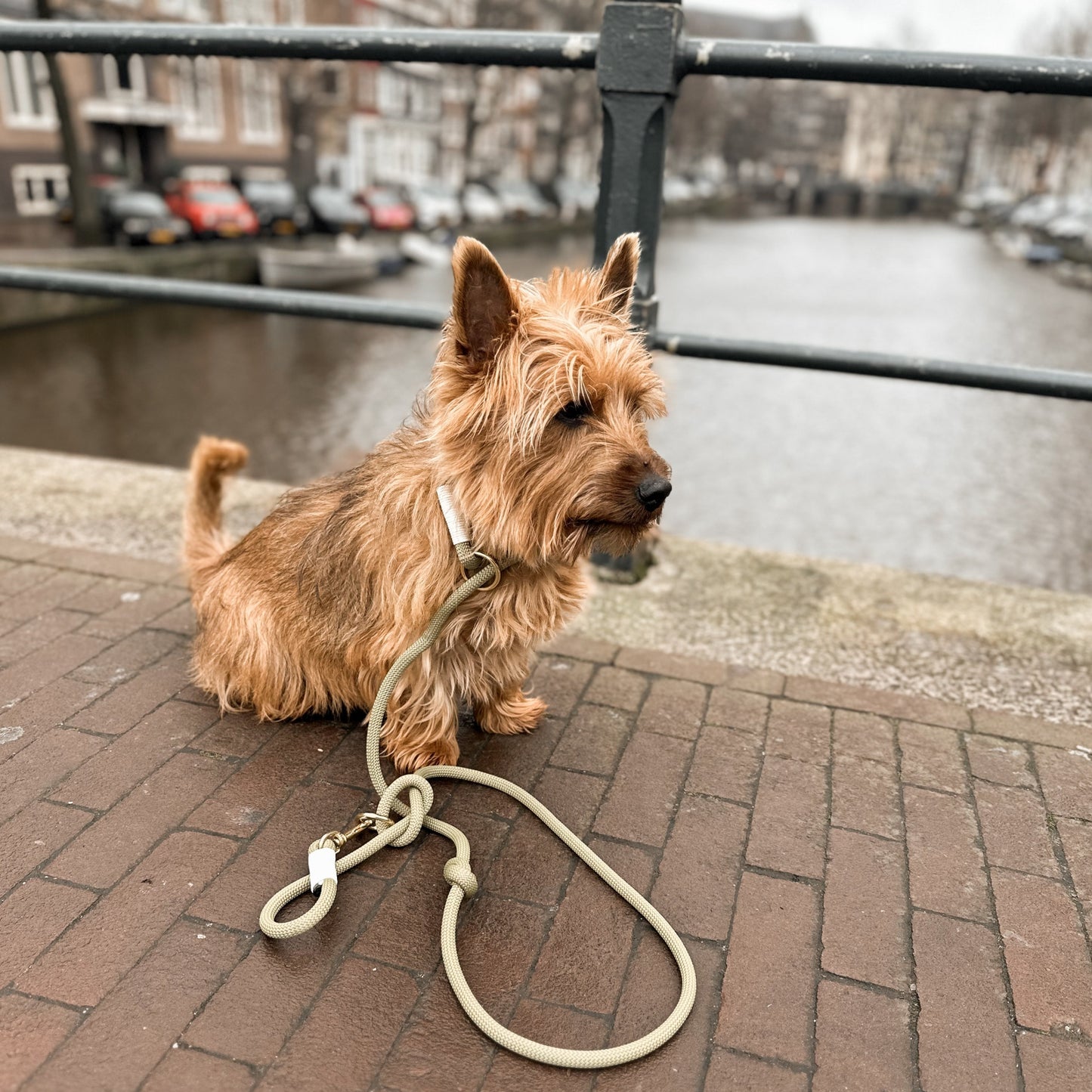 PawerDog Leash and Collar - Moss / Beige / Gold