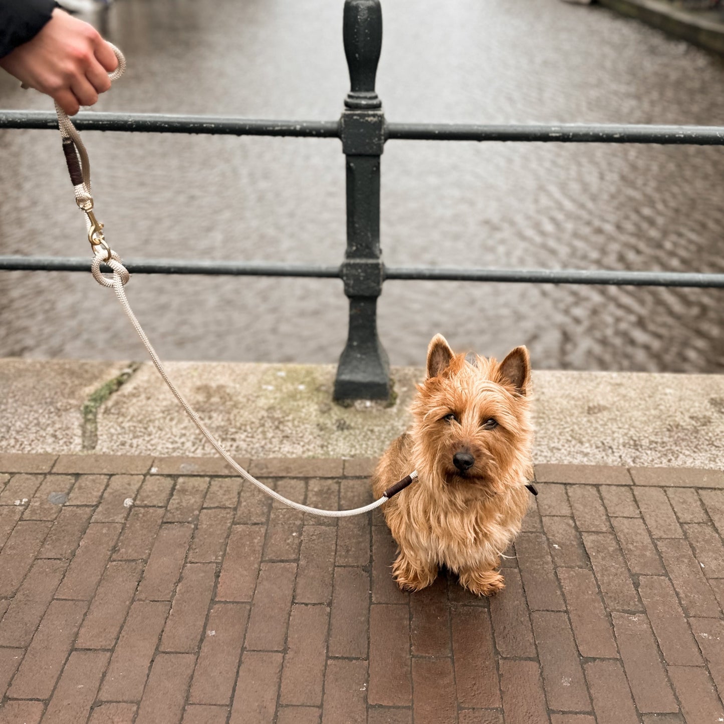 PawerDog Leash and Collar - Beige / Brown / Gold